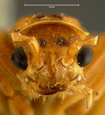 Media type: image;   Entomology 8157 Aspect: head frontal view